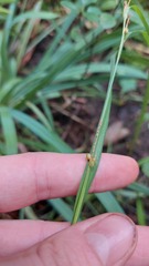 Carex granularis, photograph author not stated, no rights reserved