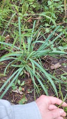 Carex granularis, photograph author not stated, no rights reserved