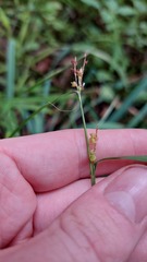 Carex granularis, photograph author not stated, no rights reserved