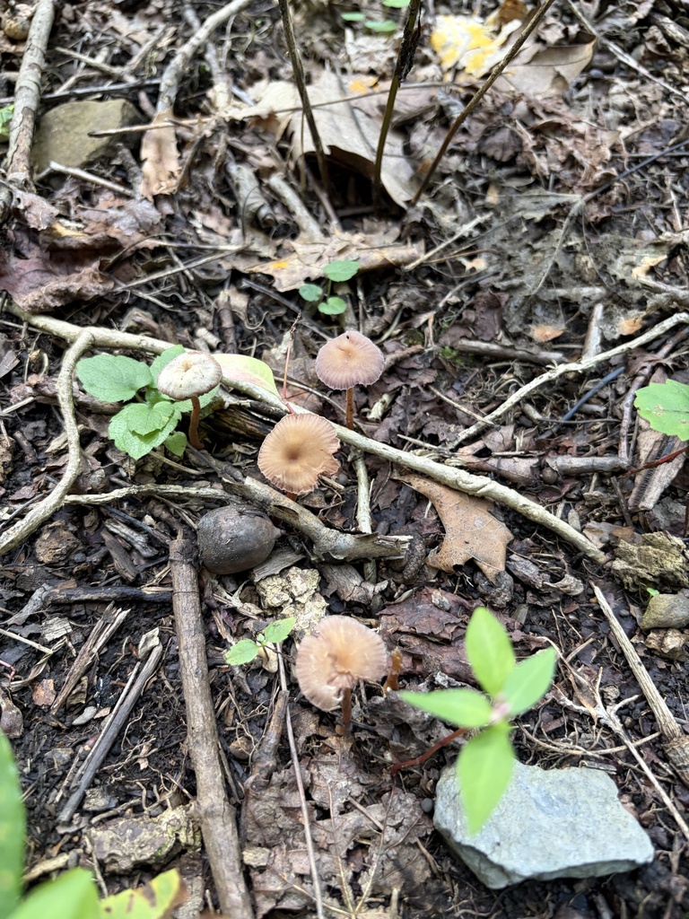 Amethyst Deceiver · August 2026 · photo: Photo: (c) Julie Travaglini, some rights reserved (CC BY) · iNaturalist