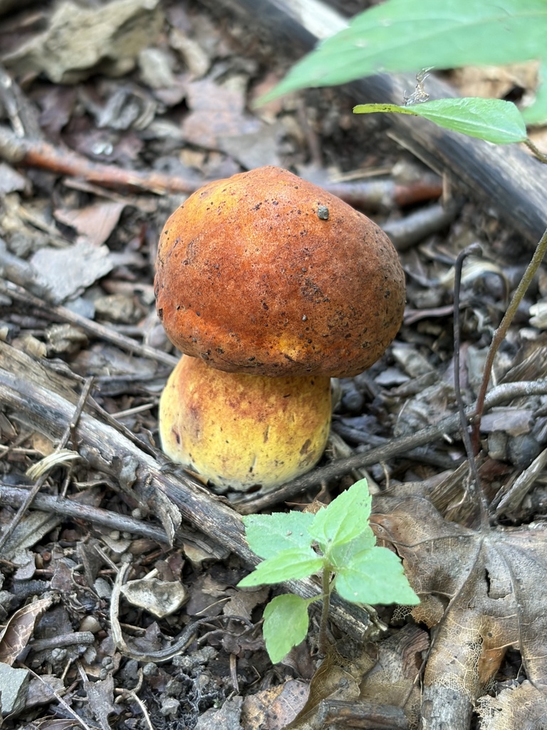 Boletus subluridellus