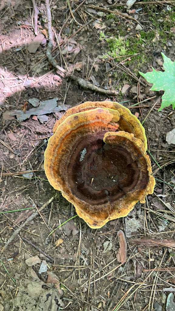 Phaeolus hispidoides · August 2026 · photo: Photo: no rights reserved · iNaturalist