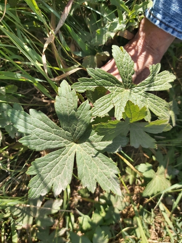 Canada anemone