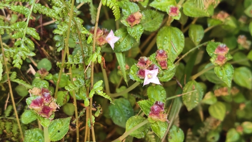 Sarcopyramis napalensis, photograph 1