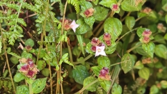 Sarcopyramis napalensis, photograph (c) 葉淑蓮, some rights reserved (CC BY)