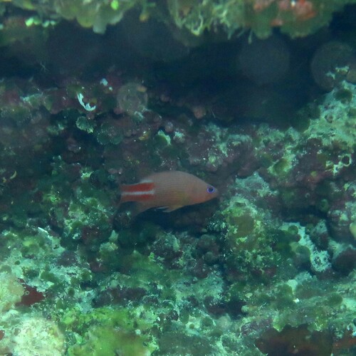Liopropoma multilineatum observed 2023-03-24