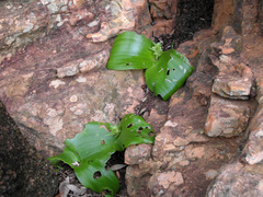 Massonia bifolia
