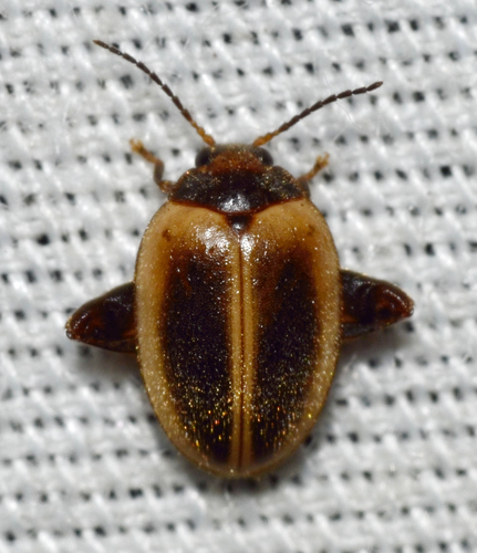 Ora discoidea Champion, 1897