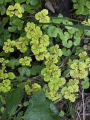 Chrysosplenium alternifolium