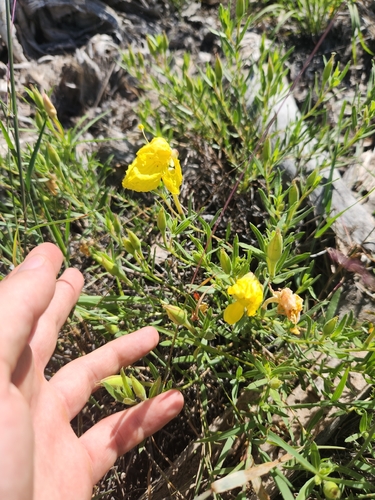 Oenothera hartwegii