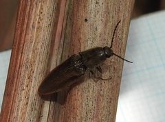 Agriotes fuscicollis