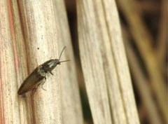 Agriotes fuscicollis