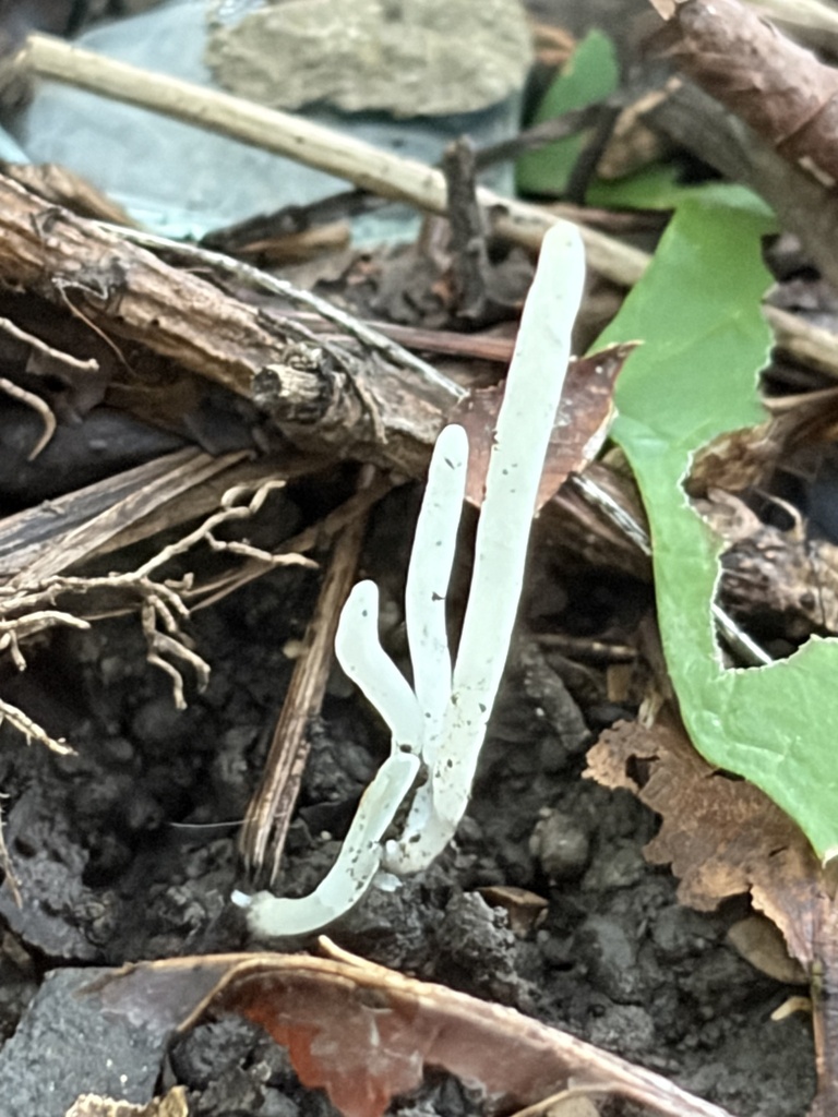 Fairy Fingers · August 2026 · photo: Photo: (c) Julie Travaglini, some rights reserved (CC BY) · iNaturalist