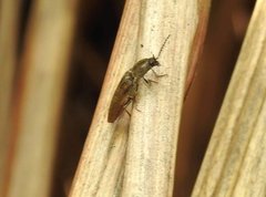 Agriotes fuscicollis