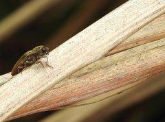 Agriotes fuscicollis