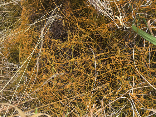 Cassytha filiformis observed 2026-08-09