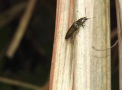 Agriotes fuscicollis