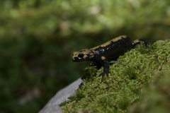Salamandra atra aurorae