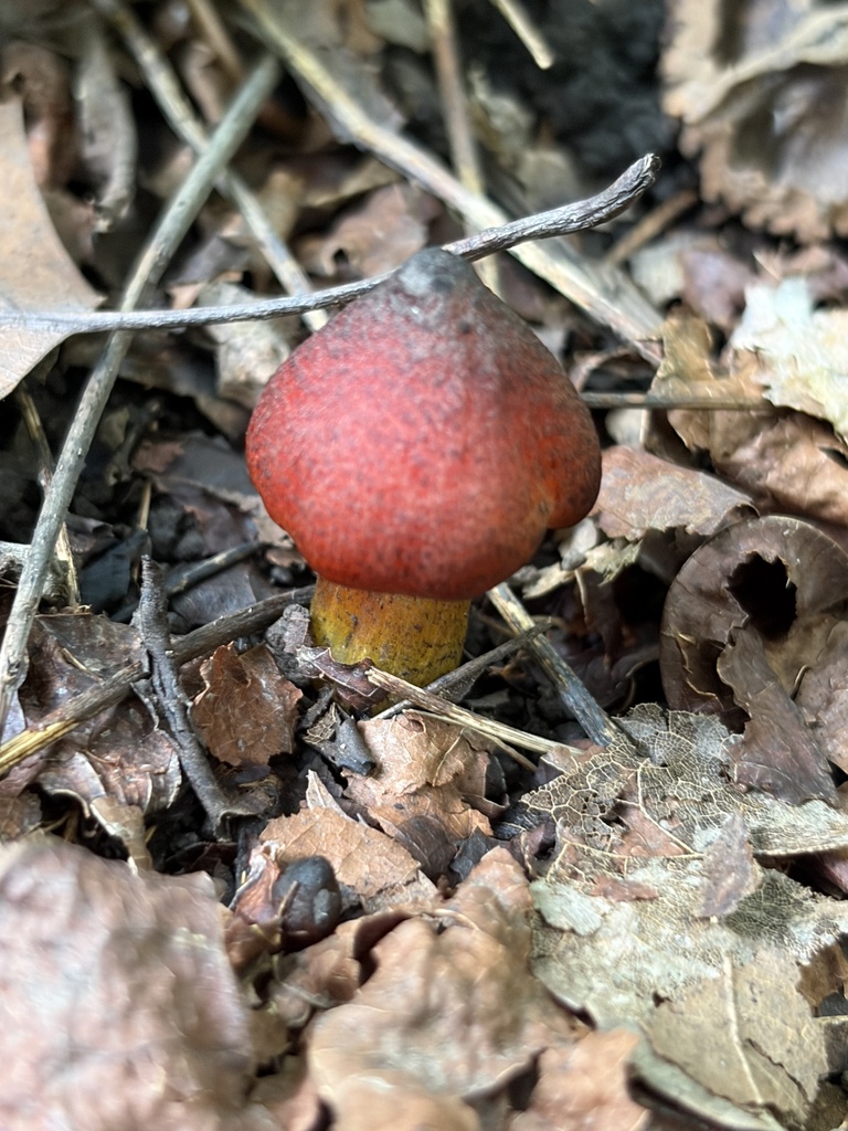 Witch's Hat · August 2026 · photo: Photo: (c) Julie Travaglini, some rights reserved (CC BY) · iNaturalist