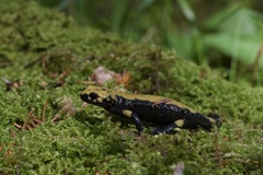 Salamandra atra aurorae