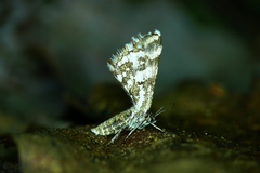 Narraga fasciolaria