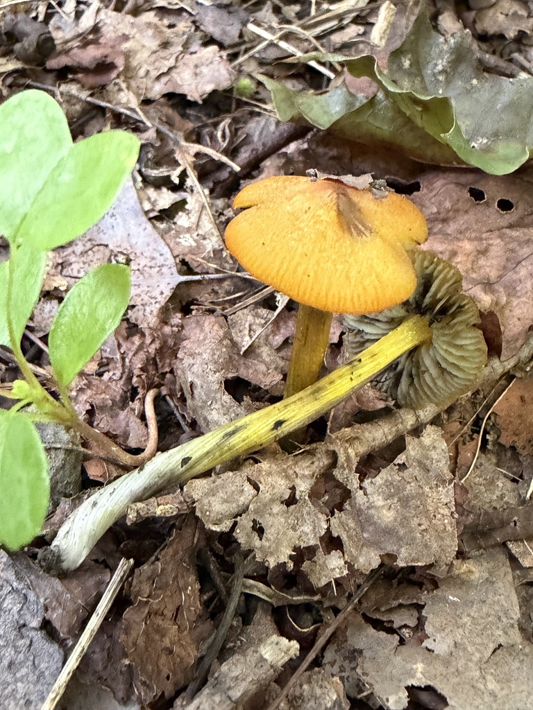Witch's Hat · August 2026 · photo: Photo: (c) Julie Travaglini, some rights reserved (CC BY) · iNaturalist