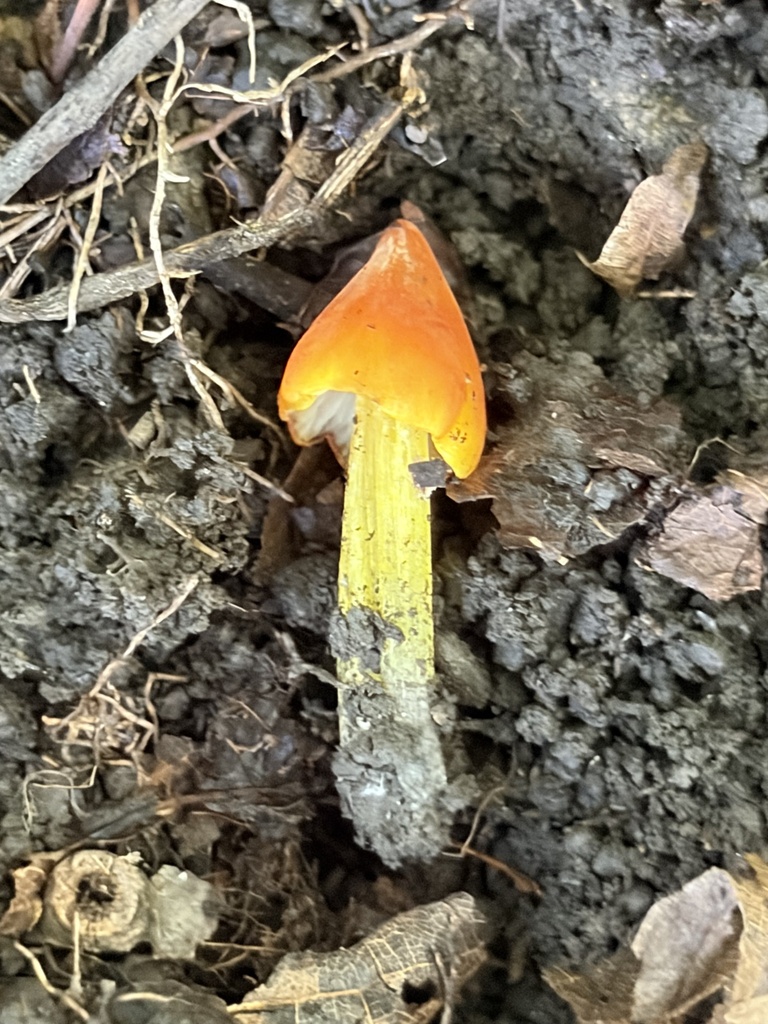 Witch's Hat · August 2026 · photo: Photo: (c) Julie Travaglini, some rights reserved (CC BY) · iNaturalist