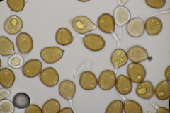 Puccinia obscura
