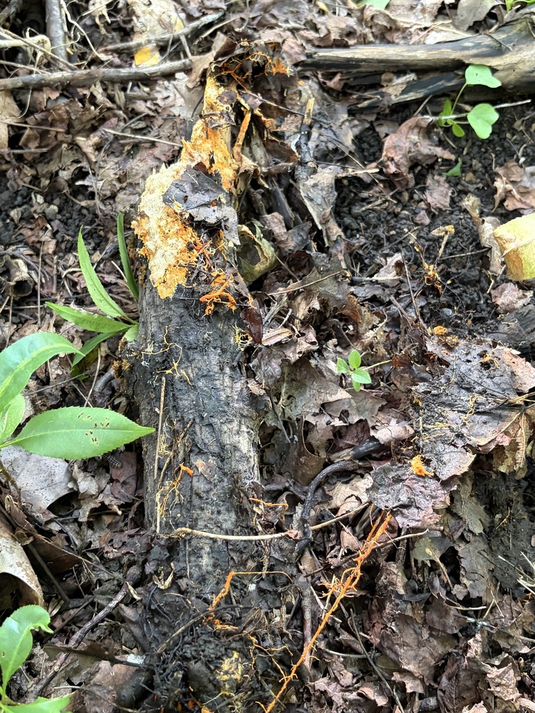 spreading yellow tooth · August 2026 · photo: Photo: (c) Julie Travaglini, some rights reserved (CC BY) · iNaturalist