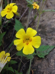 Erythranthe geniculata