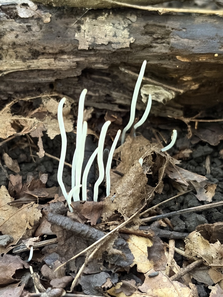 Fairy Fingers · August 2026 · photo: Photo: (c) Julie Travaglini, some rights reserved (CC BY) · iNaturalist