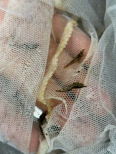 Atyoida bisulcata observed 2026-08-13