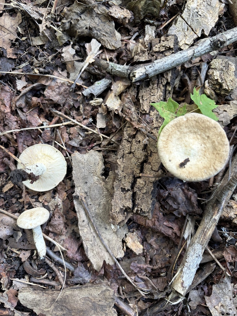 Lactarius subvernalis · August 2026 · photo: Photo: (c) Julie Travaglini, some rights reserved (CC BY) · iNaturalist