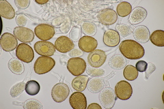 Puccinia obscura