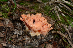 Ramaria anziana