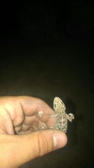 Phyllodactylus nocticolus