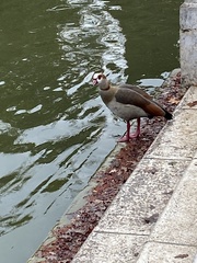 Alopochen aegyptiaca