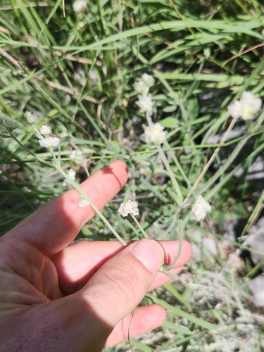 Eriogonum abertianum, photograph 1