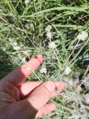 Eriogonum abertianum