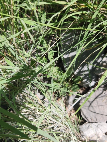Eriogonum abertianum, photograph 2