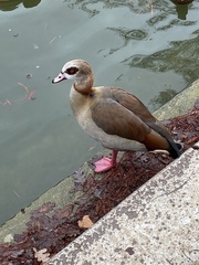 Alopochen aegyptiaca