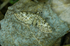 Eupithecia dodoneata
