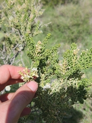 Mortonia scabrella