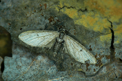 Eupithecia indigata