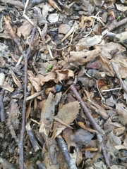 Pterostichus bicolor