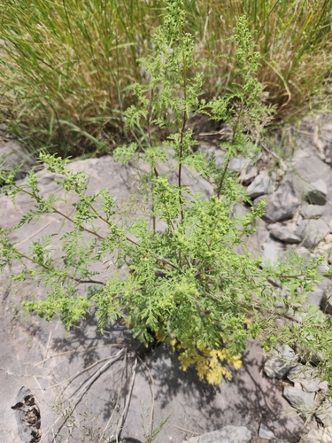 Ragged Marsh-elder