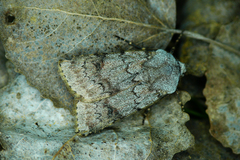 Agrotis cinerea
