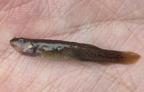 Lefua costata