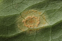 Puccinia sessilis