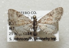 Eupithecia anticaria